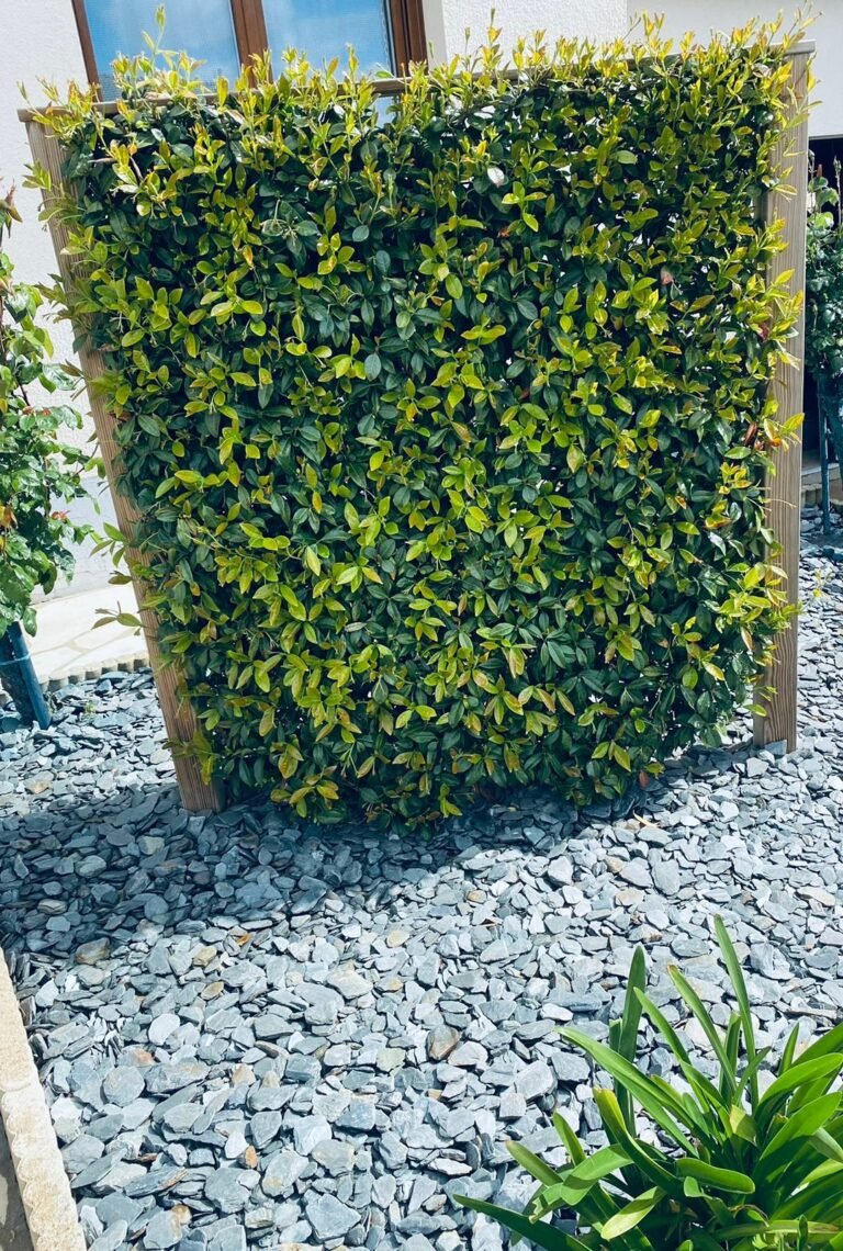 claustra-vegetal-entourage-bois-pin-câble-inox-plantation-jasmin