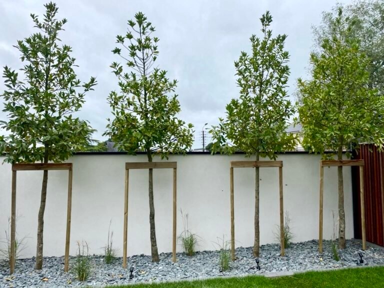 Arbres - Massifs